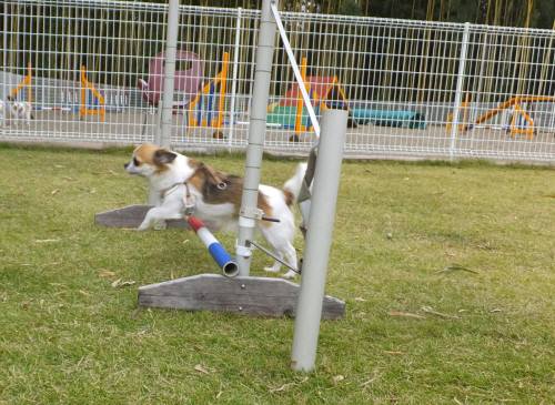 2014_111211-11はるちゃん