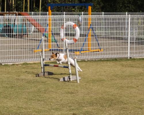 2014_11071165チャッピー