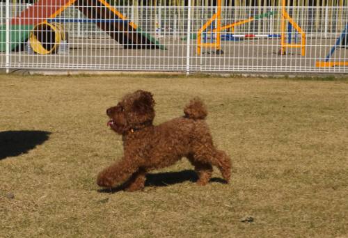 2014_112211-20マロン