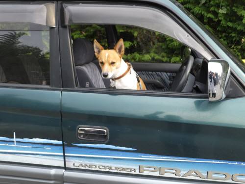 2014_111711-17チャッピー