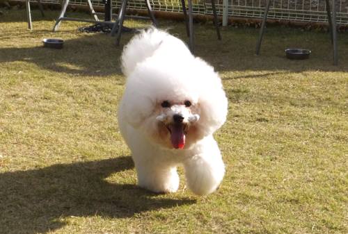 2014_111511-13アムル