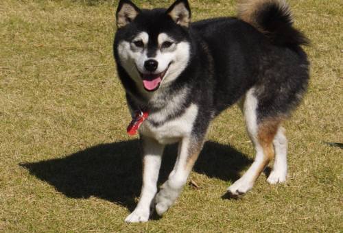 2014_111011-9黒柴２