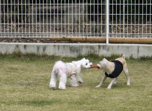 2014_111111-10めろこたろう