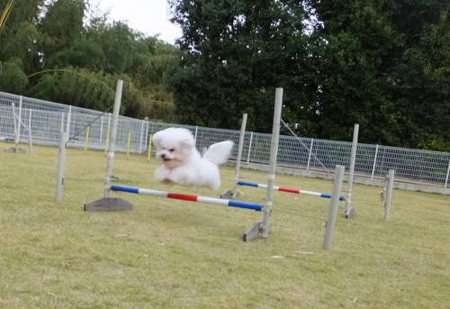 2014_110811-7アムル