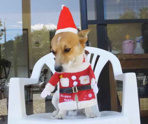 2014_111411-12サンタチャッピー