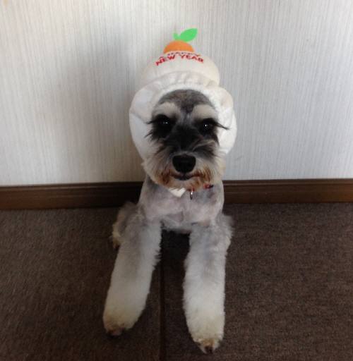 マーヤおもちbo-si