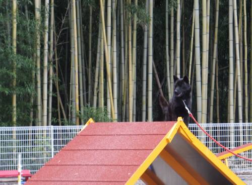 2014_111111-10さくら