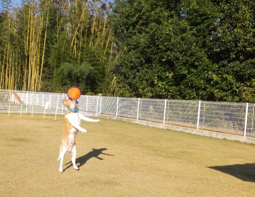 2014_112211-20ムサシ