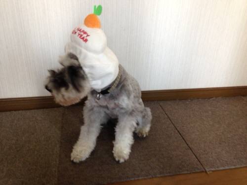 ギンガおもちbo-si