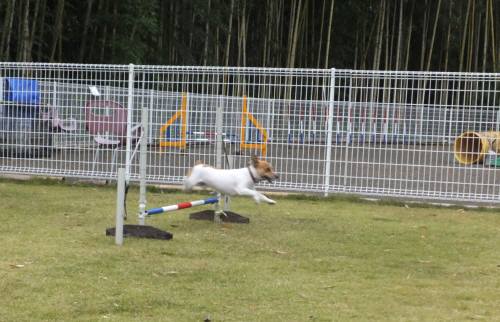 2014_110111-1チャッピー