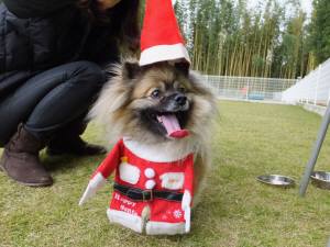 2014_110511-5サンタぽん