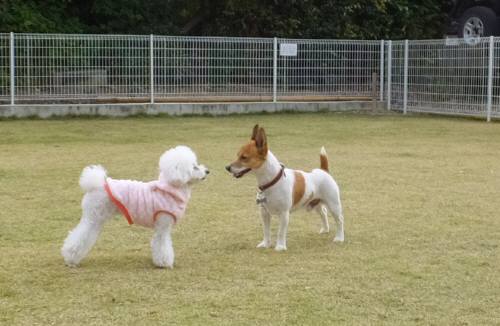 2014_111211-11モコチャッピー