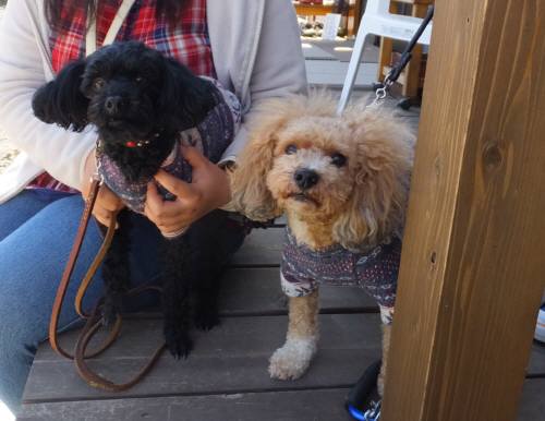 2014_111611-14カールウルー