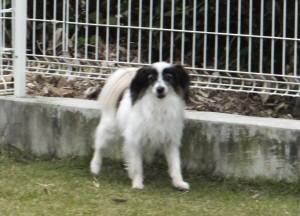 2014_111211-11ふうちゃん