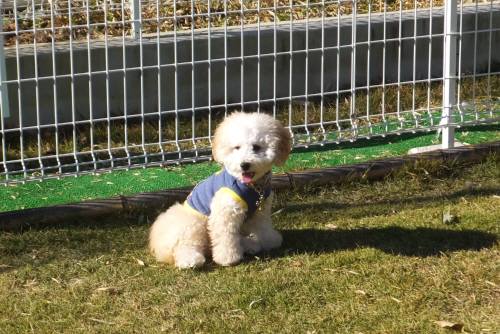 2014_112211-20ティノ