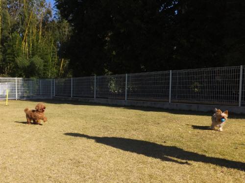 2014_112211-20ヨッシーマロン