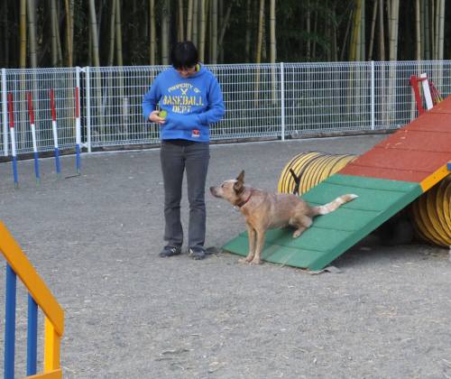 2014_112411-220010ティキ