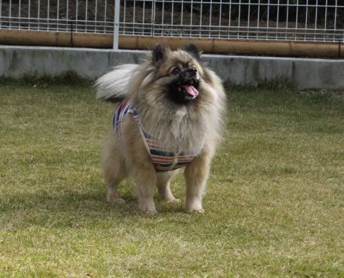 2014_110511-5ぽんちゃん