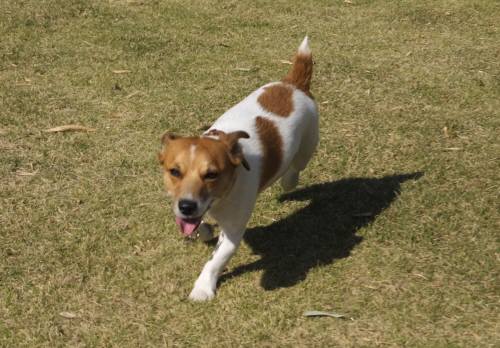 2014_110811-7チャッピー