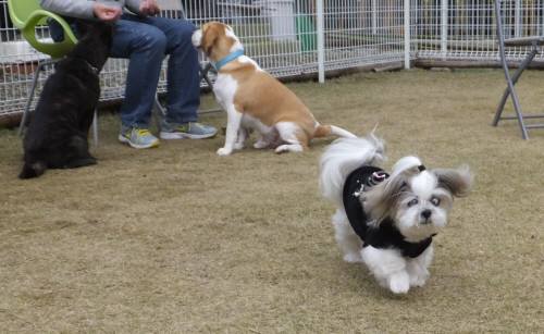 2014_113011-25らんちゃん