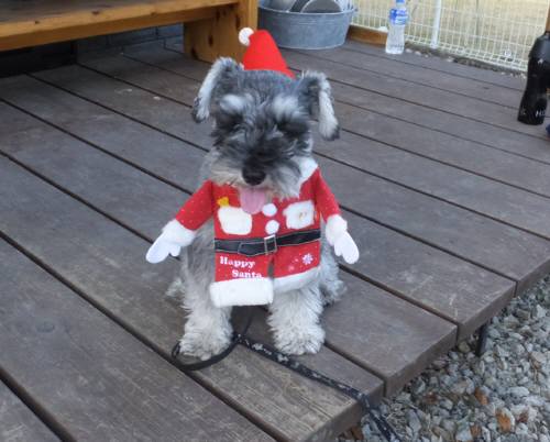 2014_111611-16ルナサンタ