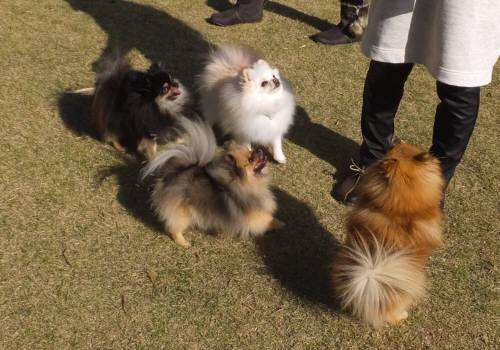 2014_111611-14ポメ4