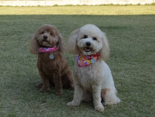 2014_11071165ふうちゃんももちゃん