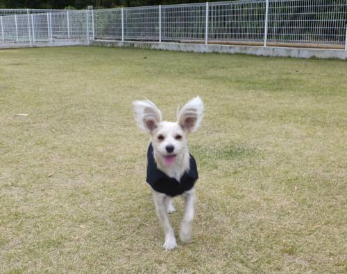 2014_111111-10こたろう