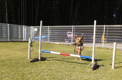 2014_110411-4ジャック君