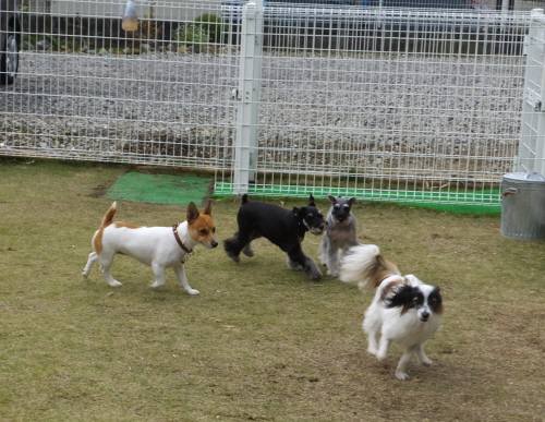 2014_111211-11四匹