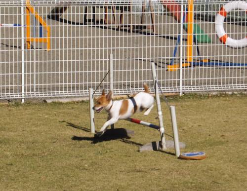 2014_111411-12チャッピー