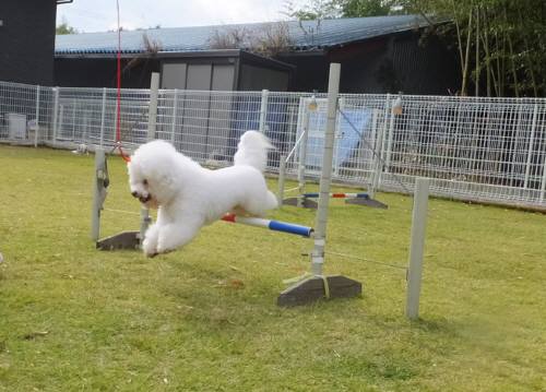 2014_110211-2アムル