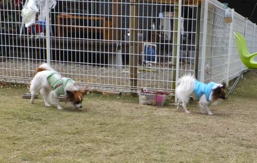 2014_111511-13ショウマサラ