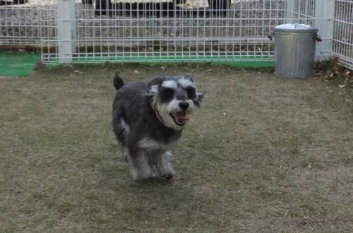 2014_111511-13チーク