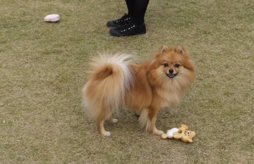 2014_111211-11ポン太