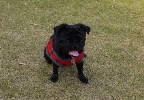 2014_110811-7てんちゃん