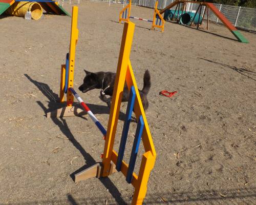 2014_110811-7さくら