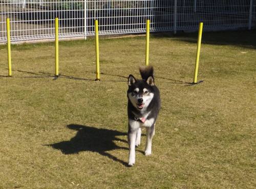 2014_111011-9黒柴１