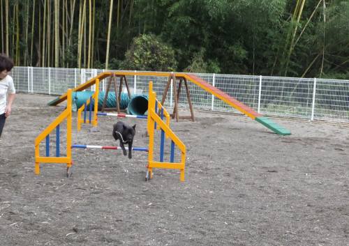 2014_110211-2さくら