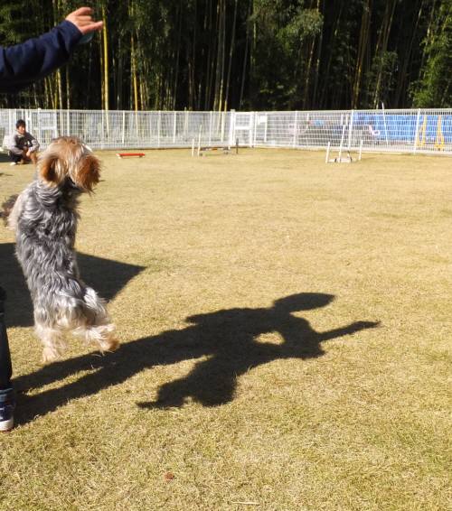 2014_112211-20ヨッシー