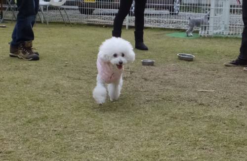 2014_111211-11モコ