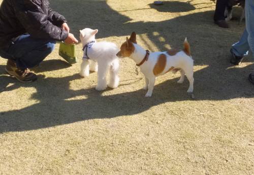 2014_112211-20チャッピー