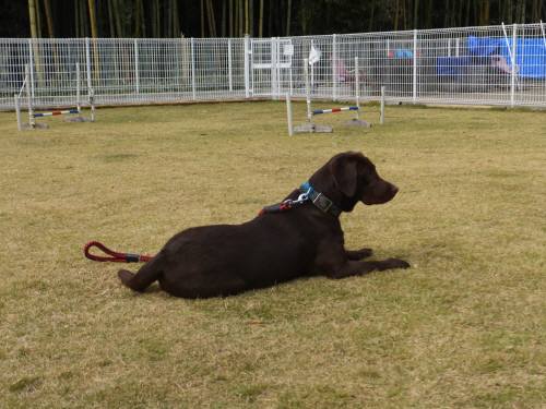 2014_111711-17ララ