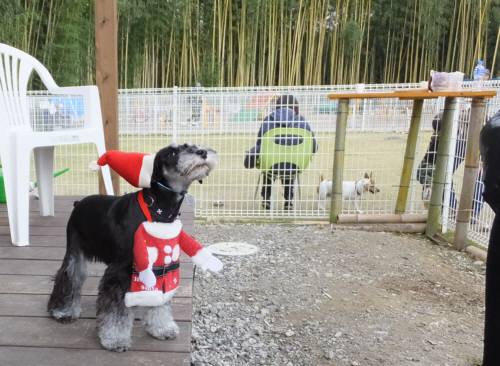 2014_111211-11ルネア