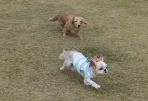 2014_111711-17ヒメチーズ