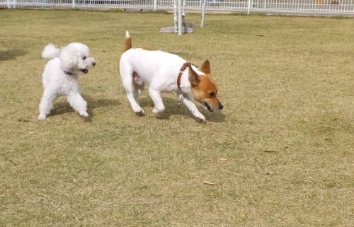 2014_111511-13チャッピータッキー