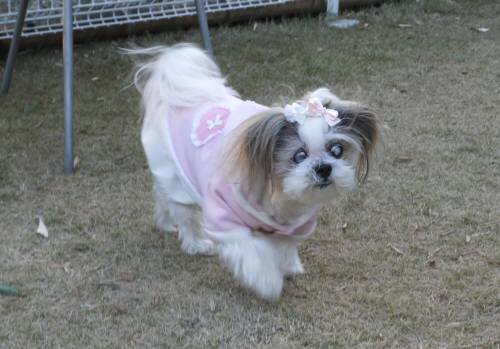 2014_112211-20ランちゃん