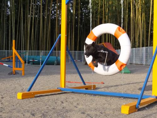 2014_111611-16サクラ