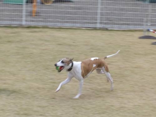 2014_113011-25ティアラ