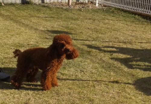 2014_111511-13ミュウ